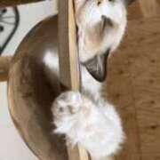 ヒメ日記 2025/01/27 19:23 投稿 いちか DOLCE