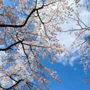 ヒメ日記 2025/04/25 20:08 投稿 ゆりあ 白金プラチナ(ユメオト)