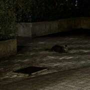 ヒメ日記 2025/06/25 00:19 投稿 ゆりあ 白金プラチナ(ユメオト)