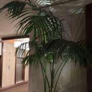 ヒメ日記 2025/08/26 01:44 投稿 ゆりあ 白金プラチナ(ユメオト)