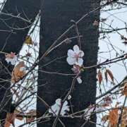 ヒメ日記 2024/12/15 16:15 投稿 あやこ もんぜつちじょ本店