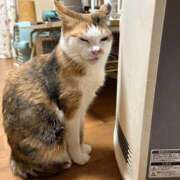 ヒメ日記 2025/03/29 16:59 投稿 あやこ もんぜつちじょ本店