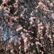 ヒメ日記 2025/02/18 17:35 投稿 さいな もんぜつちじょ本店