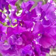 ヒメ日記 2025/02/26 19:45 投稿 さいな もんぜつちじょ本店