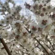 ヒメ日記 2025/03/10 18:25 投稿 さいな もんぜつちじょ本店