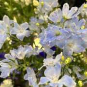 ヒメ日記 2025/03/13 17:55 投稿 さいな もんぜつちじょ本店