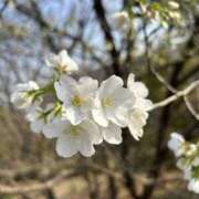 ヒメ日記 2025/03/24 14:05 投稿 さいな もんぜつちじょ本店