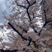 ヒメ日記 2025/04/03 18:29 投稿 さいな もんぜつちじょ本店