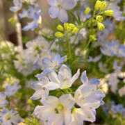 ヒメ日記 2025/04/09 18:09 投稿 さいな もんぜつちじょ本店