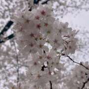 ヒメ日記 2025/04/10 16:19 投稿 さいな もんぜつちじょ本店