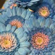 ヒメ日記 2025/04/17 17:49 投稿 さいな もんぜつちじょ本店