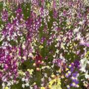 ヒメ日記 2025/04/22 17:49 投稿 さいな もんぜつちじょ本店