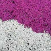 ヒメ日記 2025/04/26 16:39 投稿 さいな もんぜつちじょ本店