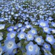 ヒメ日記 2025/05/13 17:29 投稿 さいな もんぜつちじょ本店