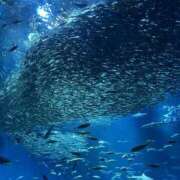 ヒメ日記 2025/05/20 17:49 投稿 さいな もんぜつちじょ本店