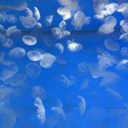 ヒメ日記 2025/05/21 17:39 投稿 さいな もんぜつちじょ本店