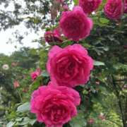 ヒメ日記 2025/06/03 17:59 投稿 さいな もんぜつちじょ本店