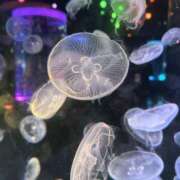 ヒメ日記 2025/06/05 15:49 投稿 さいな もんぜつちじょ本店