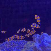 ヒメ日記 2025/06/07 15:09 投稿 さいな もんぜつちじょ本店