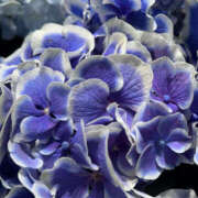 ヒメ日記 2025/06/21 19:09 投稿 さいな もんぜつちじょ本店