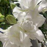 ヒメ日記 2025/07/25 17:39 投稿 さいな もんぜつちじょ本店