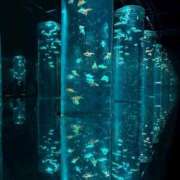 ヒメ日記 2025/07/31 17:19 投稿 さいな もんぜつちじょ本店