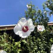 ヒメ日記 2025/08/28 15:49 投稿 さいな もんぜつちじょ本店