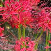 ヒメ日記 2025/10/02 17:19 投稿 さいな もんぜつちじょ本店