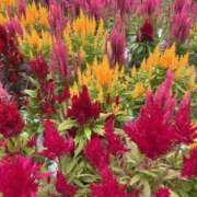 ヒメ日記 2025/10/07 17:29 投稿 さいな もんぜつちじょ本店