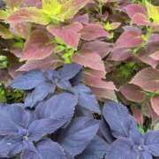 ヒメ日記 2025/10/08 17:49 投稿 さいな もんぜつちじょ本店