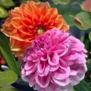 ヒメ日記 2025/10/09 17:29 投稿 さいな もんぜつちじょ本店