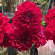 ヒメ日記 2025/10/18 17:29 投稿 さいな もんぜつちじょ本店