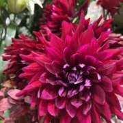 ヒメ日記 2025/12/06 17:49 投稿 さいな もんぜつちじょ本店