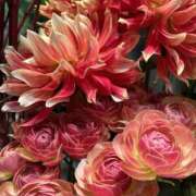 さいな 出勤です✨ もんぜつちじょ本店