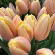 ヒメ日記 2026/01/22 17:49 投稿 さいな もんぜつちじょ本店