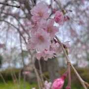 ヒメ日記 2026/04/07 18:39 投稿 さいな もんぜつちじょ本店