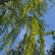 ヒメ日記 2026/04/15 13:39 投稿 さいな もんぜつちじょ本店