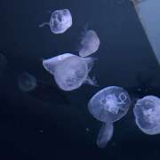 ヒメ日記 2025/04/12 20:19 投稿 ゆあ みつばちマーヤZ