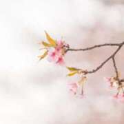 ヒメ日記 2025/04/08 19:50 投稿 かえで 愛知三河安城岡崎ちゃんこ