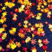 ヒメ日記 2025/11/06 18:32 投稿 かえで 愛知三河安城岡崎ちゃんこ