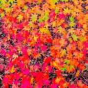 ヒメ日記 2025/11/14 19:20 投稿 かえで 愛知三河安城岡崎ちゃんこ