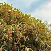 ヒメ日記 2025/11/18 21:40 投稿 かえで 愛知三河安城岡崎ちゃんこ