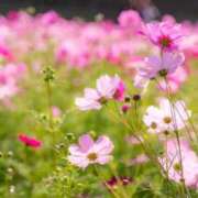 ヒメ日記 2025/11/27 20:16 投稿 かえで 愛知三河安城岡崎ちゃんこ