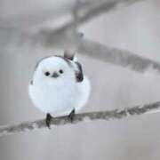 かえで 冷えてきましたね 愛知三河安城岡崎ちゃんこ