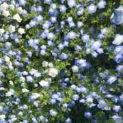 ヒメ日記 2025/05/06 20:44 投稿 ちずね 和歌山人妻援護会