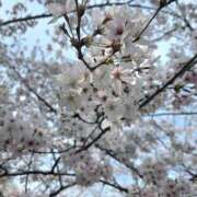 ヒメ日記 2026/04/02 11:16 投稿 ちずね 和歌山人妻援護会