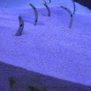 ヒメ日記 2025/07/01 10:15 投稿 葉山そら セレブ嬉野