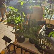 ヒメ日記 2025/11/24 19:30 投稿 える 熟女の風俗最終章 高崎店