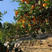 ヒメ日記 2025/12/06 23:58 投稿 える 熟女の風俗最終章 高崎店