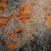 ヒメ日記 2026/01/25 06:58 投稿 える 熟女の風俗最終章 高崎店